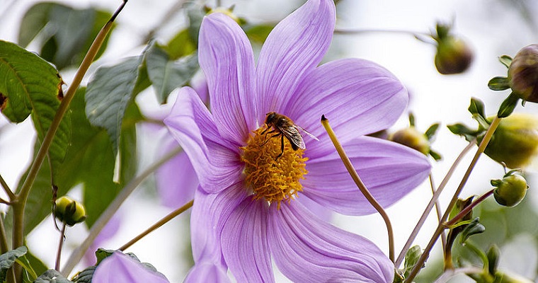 Nectar-flores-panal-de-miel.jpg