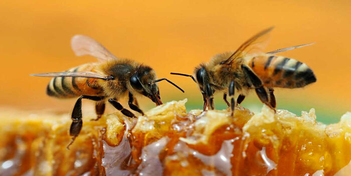 Ritual Comunicación Abejas
