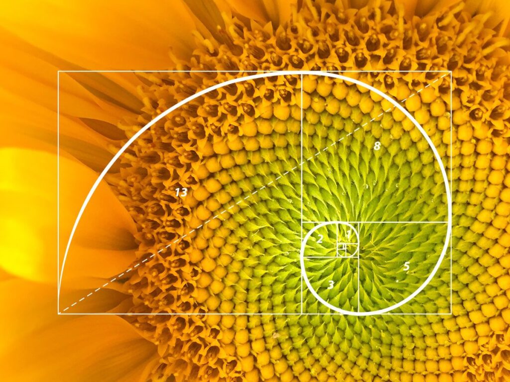 Fibonacci Abejas y Hostelería