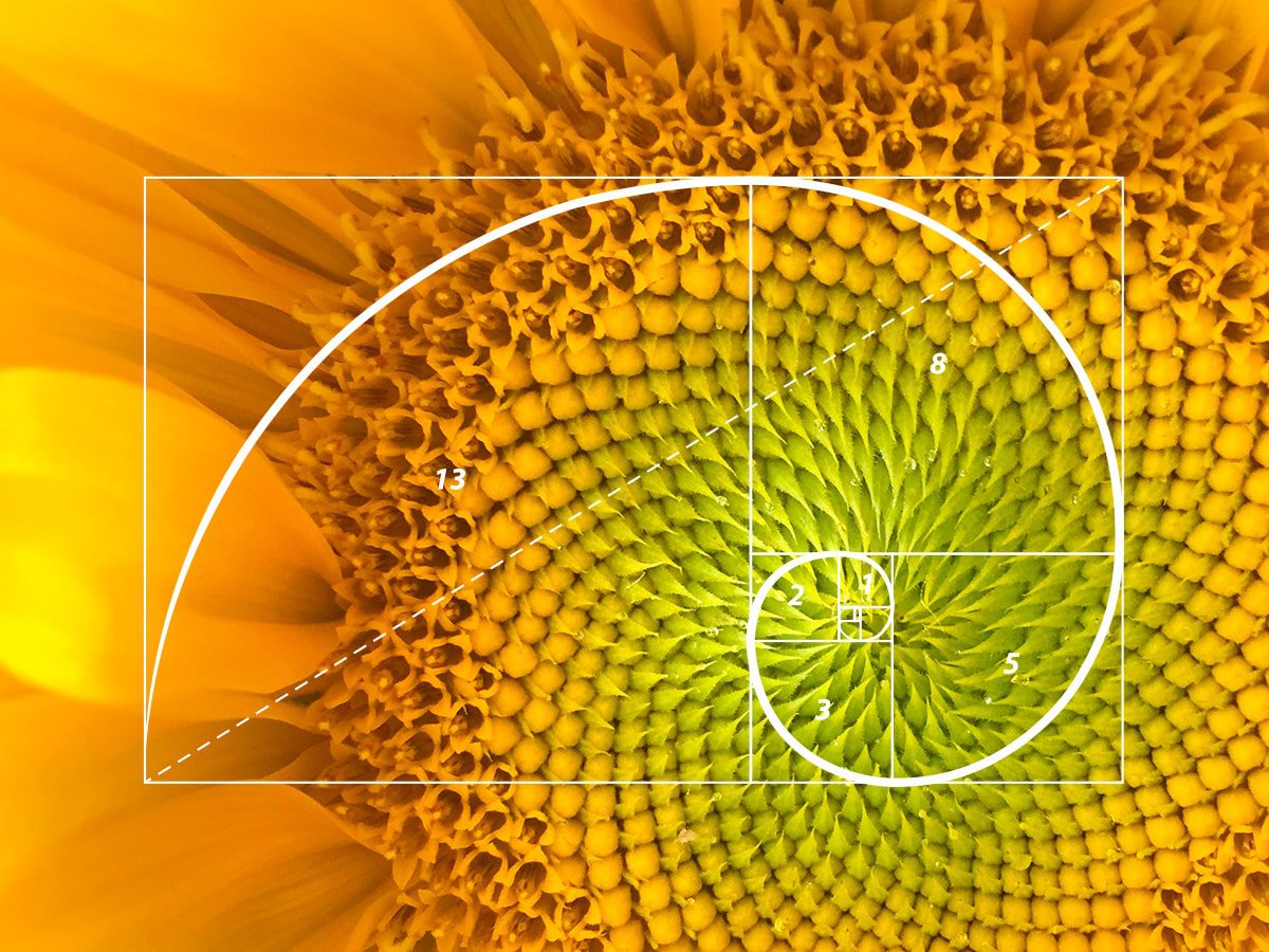 Fibonacci-Panal-de-Miel-abejas