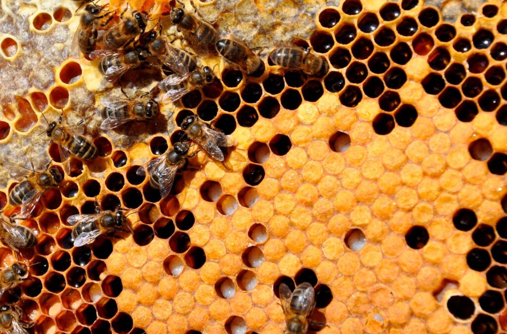 Fibonacci Abejas y Hostelería