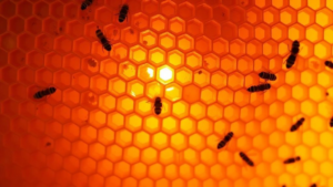 La relación entre los panales de miel y los beneficios para la salud mental