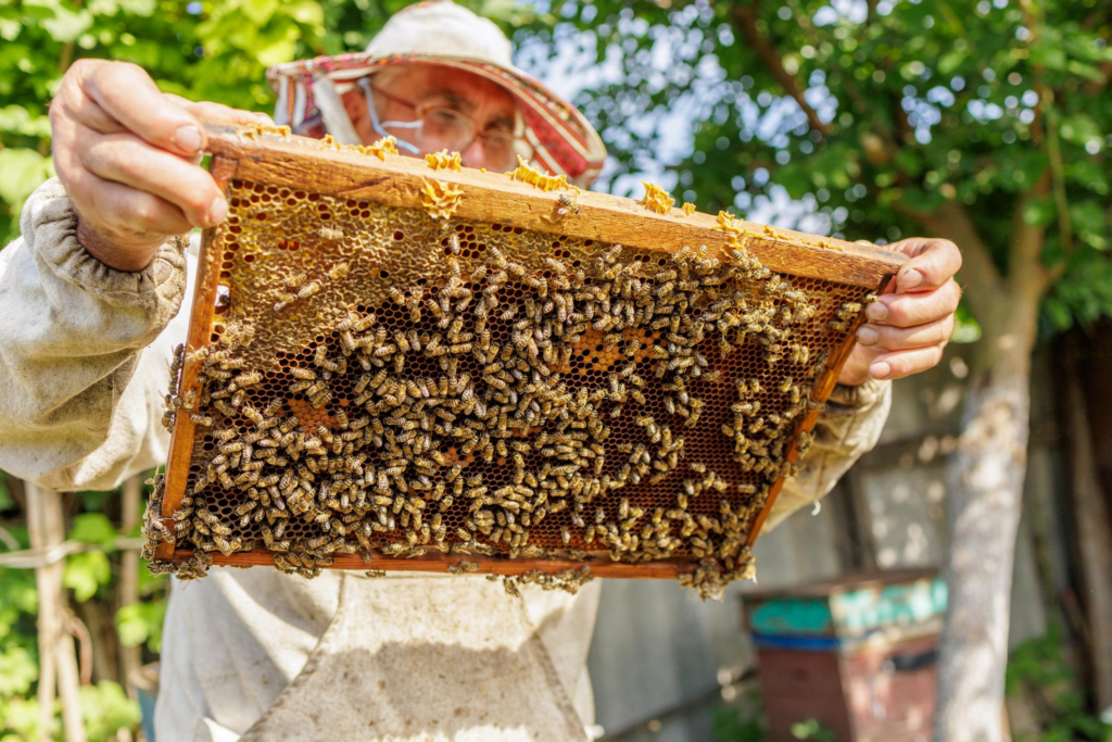 panal lo mismo que la cera de abeja?