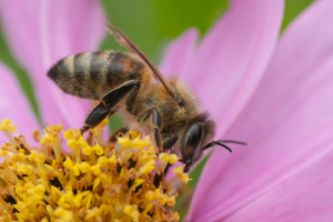 Cómo las abejas convierten el néctar en oro líquido