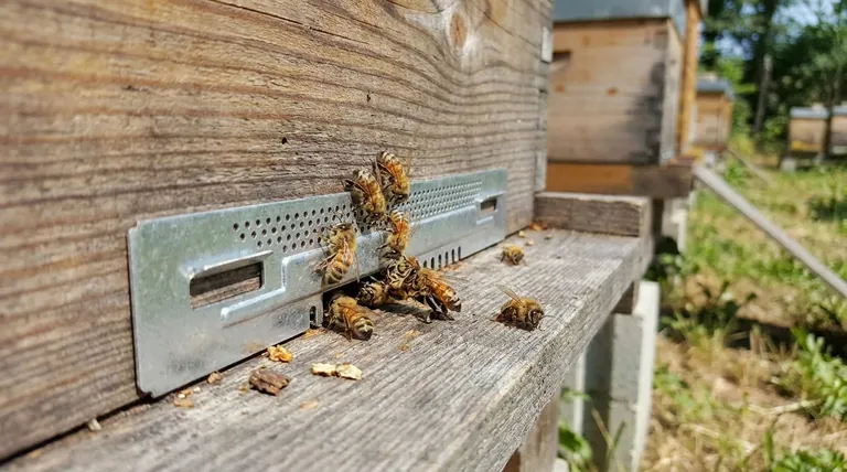 las abejas utilizan métodos naturales
