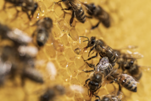 El proceso natural de maduración de la miel dentro de la colmena