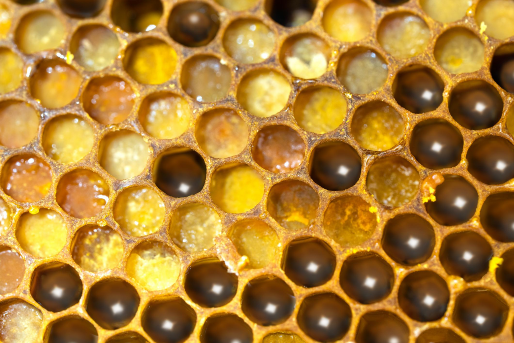 las abejas comunican
