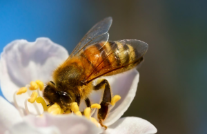 El papel de las abejas en la reproducción de plantas silvestres