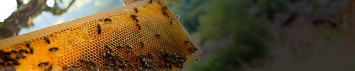 Colmena Abejas Ecologico Panal de Miel